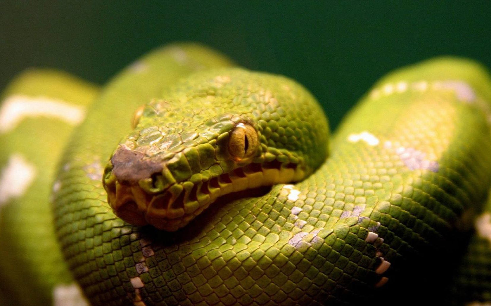 r6rank遇到真蛇哥