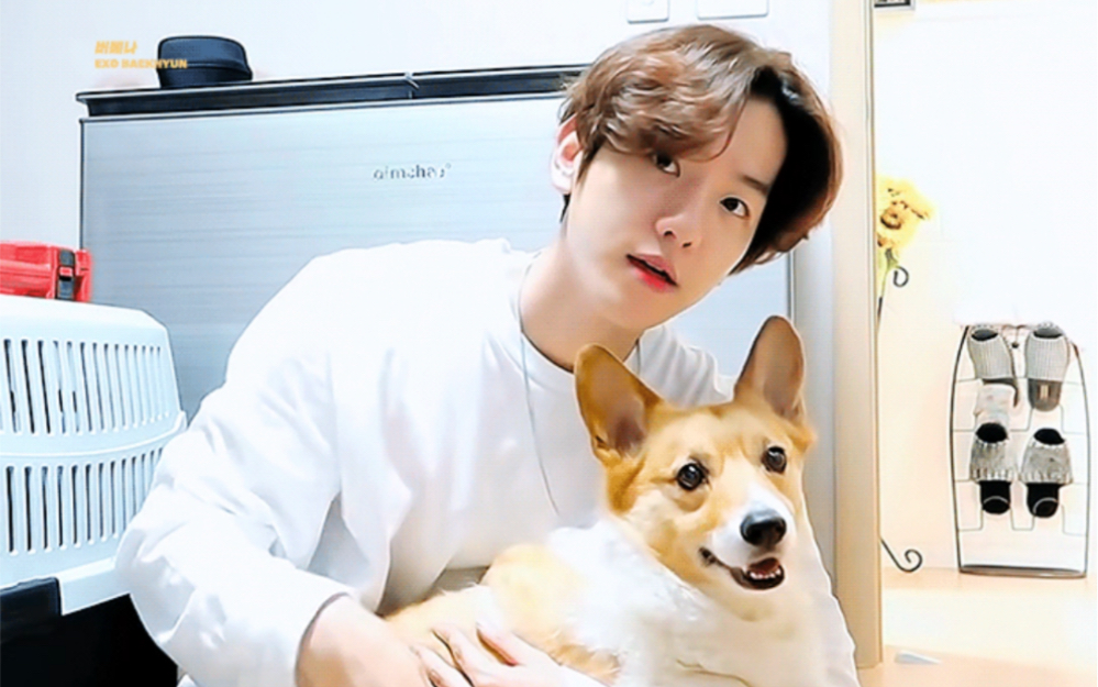 【exo】论边伯贤有多么会模仿 梦龙篇 伯贤自己就是小狗狗呀