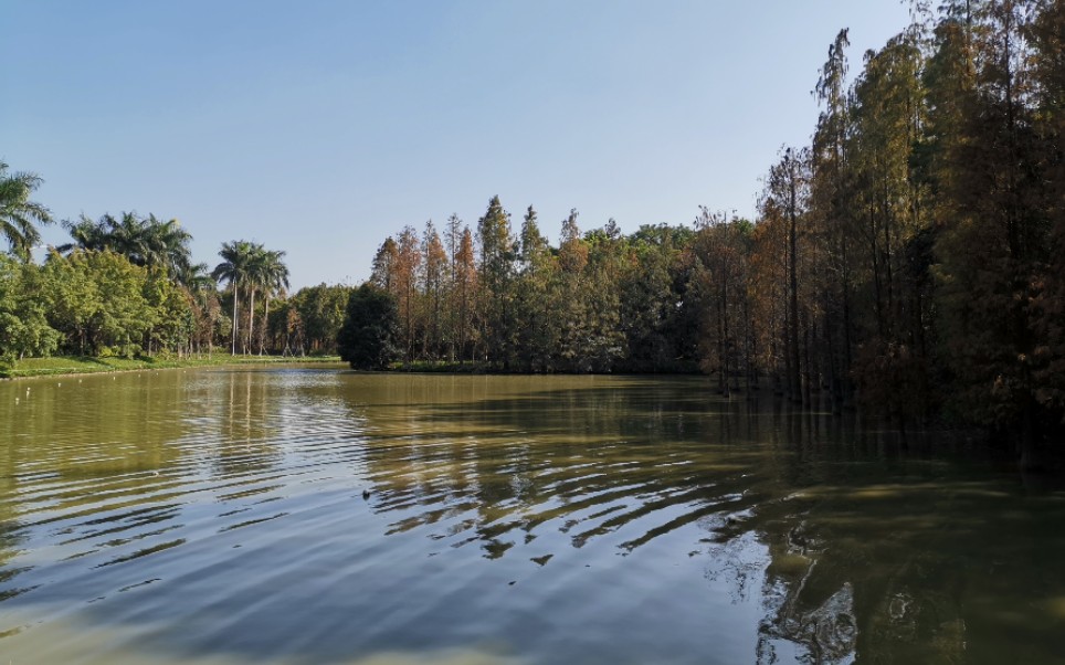 新up主带你游顺德湿地公园