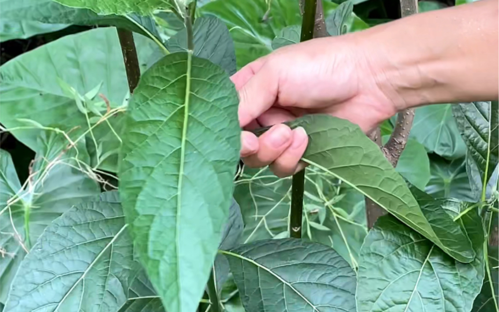 [图]这种被称为神奇叶的植物，它叫南非叶，也叫苦叶茶、非洲叶