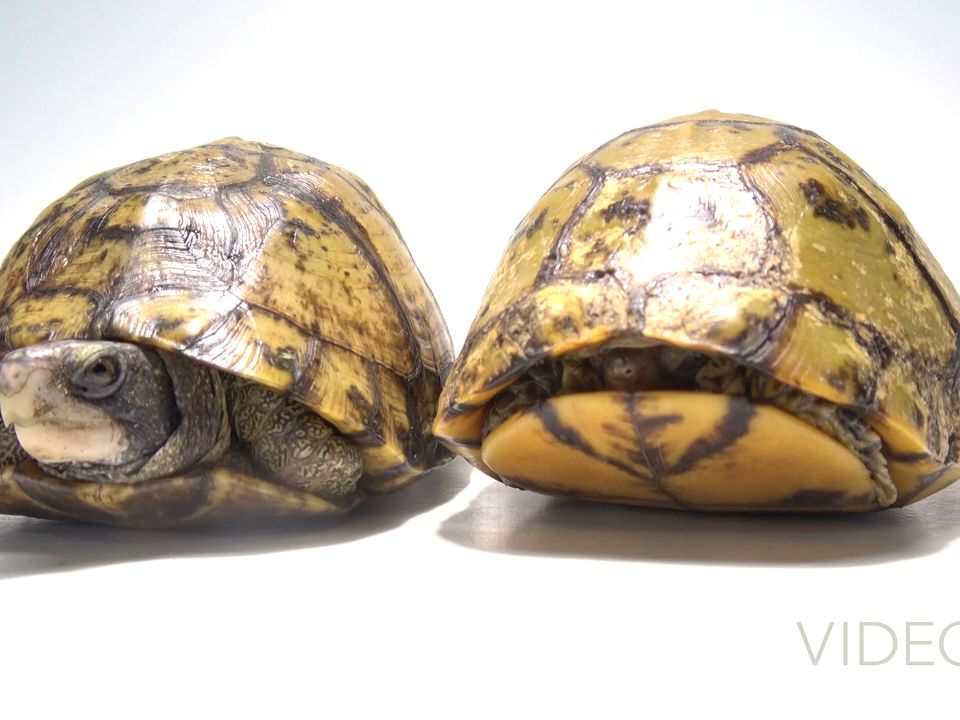 video ark | 尤卡坦半岛箱龟