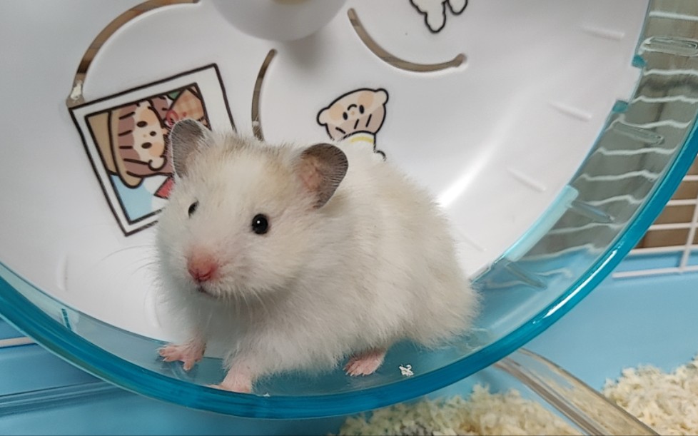 金丝熊杂银眼线mm天天晚上都跟疯了一样