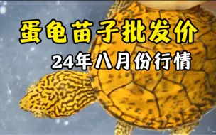 Download Video: 24年八月份，蛋龟苗子批发价行情～