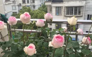 下载视频: 伊芙乙女心月季群开记录