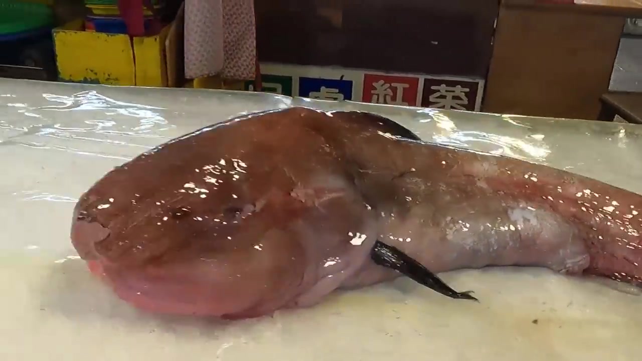 神奇!最丑的鱼果凍魚-台湾鱼市