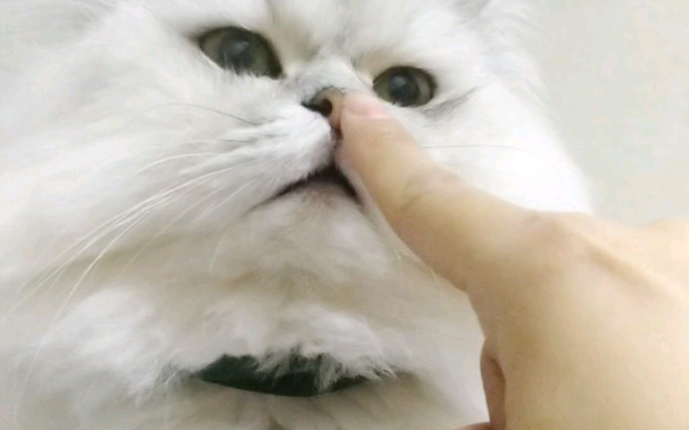 [图]嘿，我亲爱的猫儿