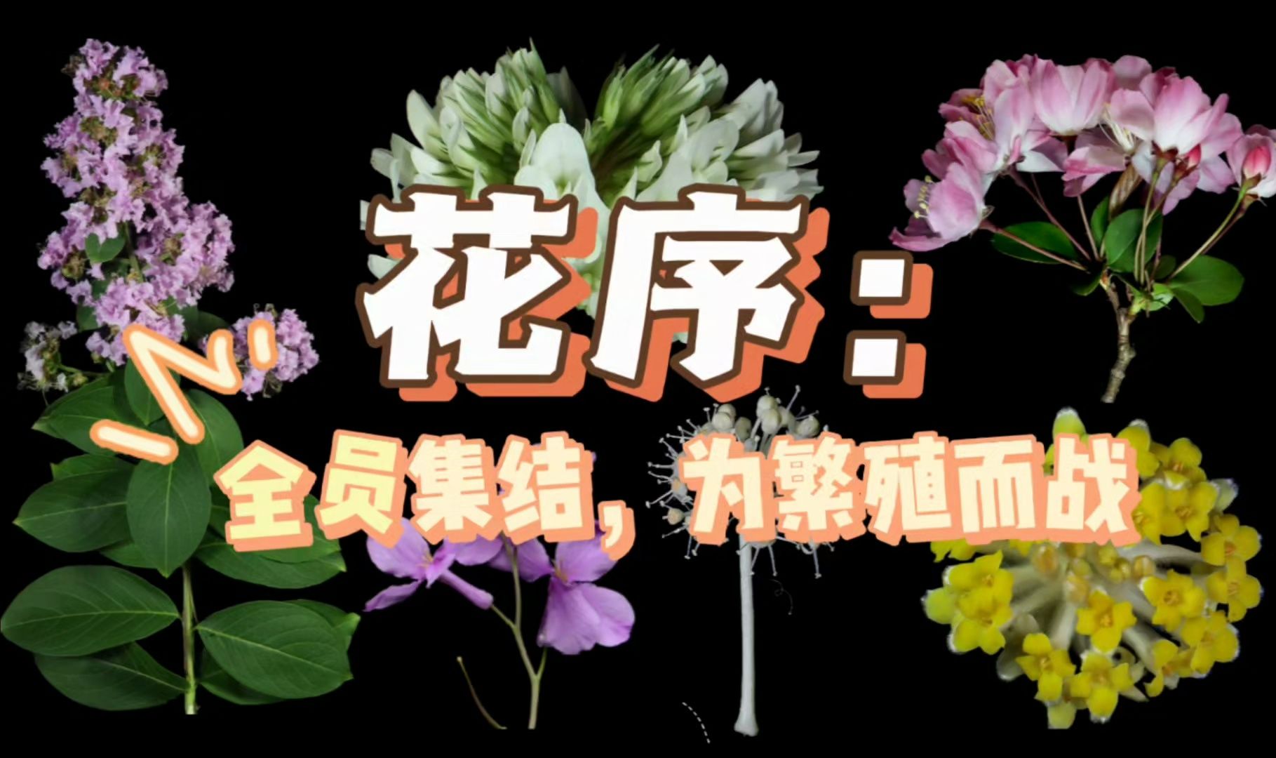 好漂亮的一“朵”花?错!请以花序呼唤我哔哩哔哩bilibili