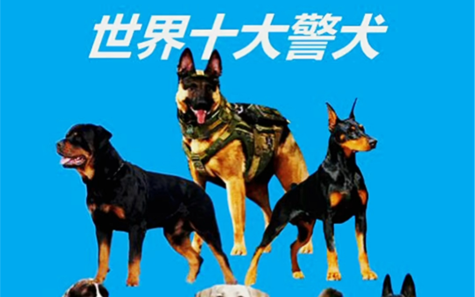 世界十大警犬哔哩哔哩bilibili