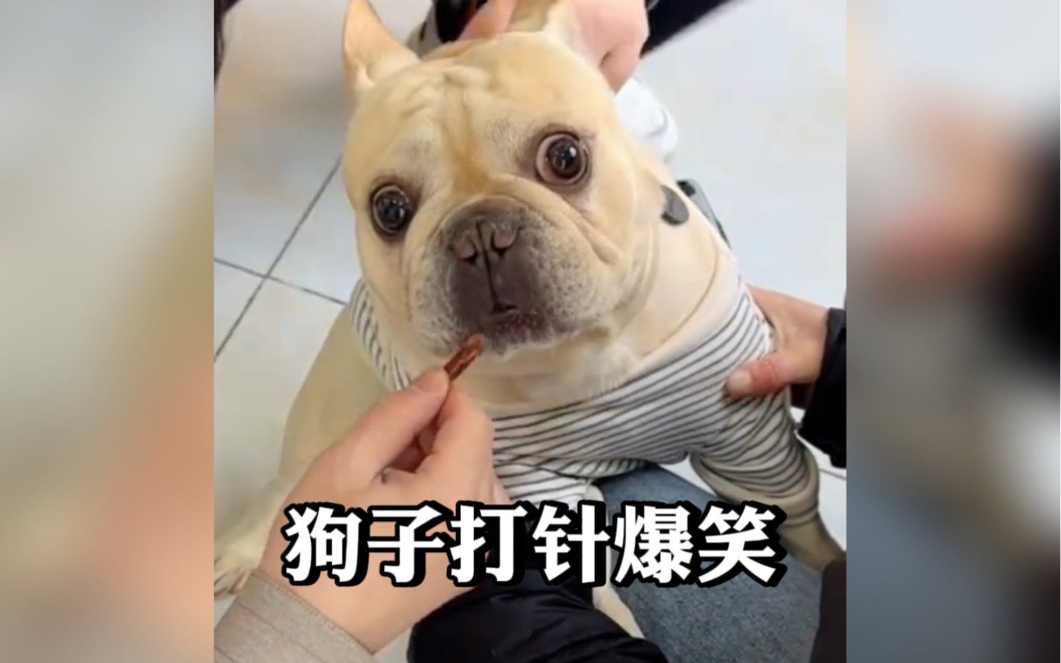 盘点狗子打针爆笑名场面