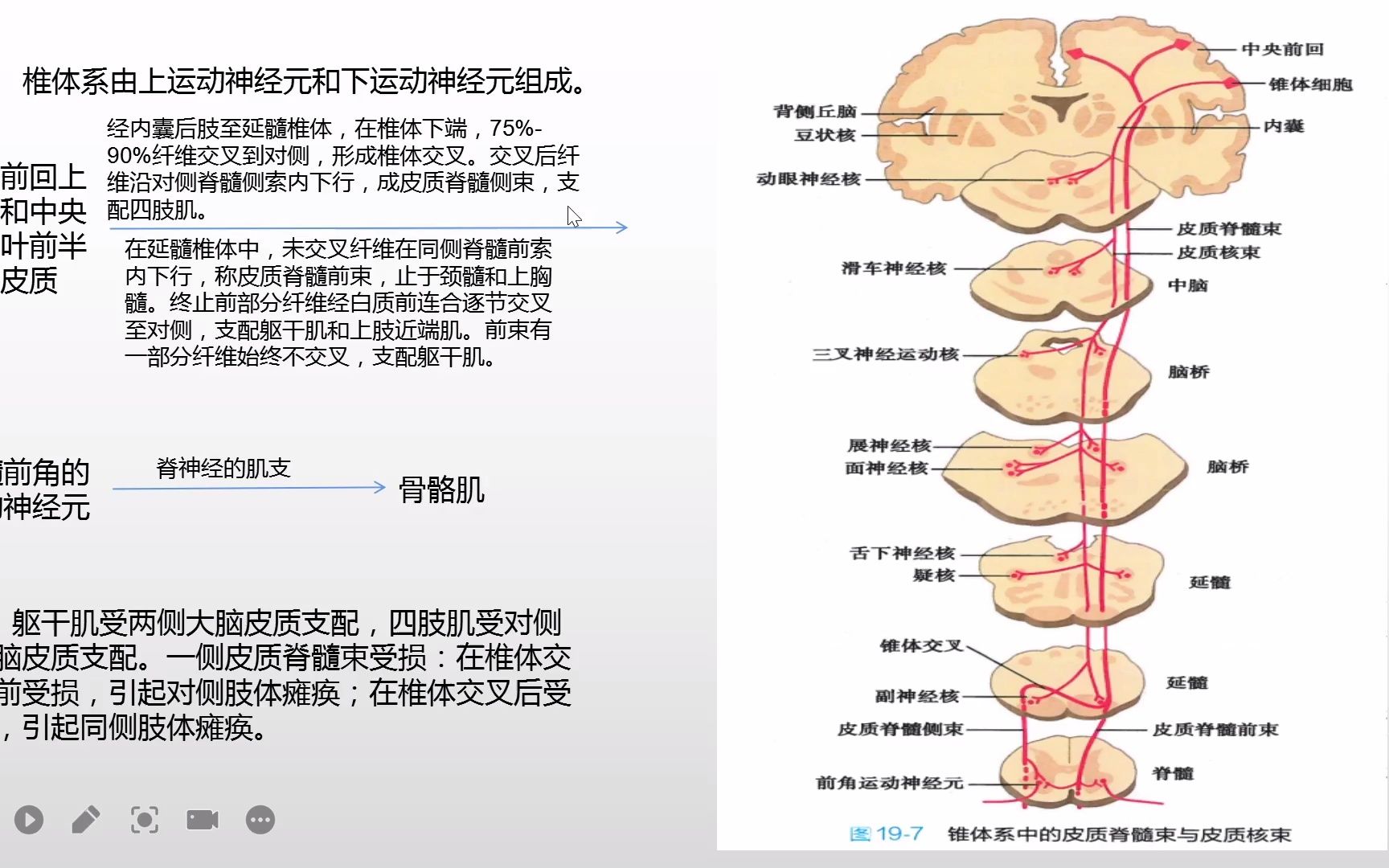 [图]系统解剖学-神经传导通路之椎体系的皮质脊髓束