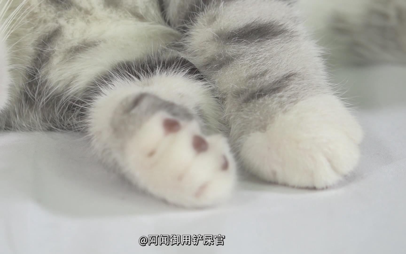 给猫咪剪指甲的正确姿势哔哩哔哩bilibili