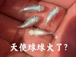 观背青鳉天使球火了？