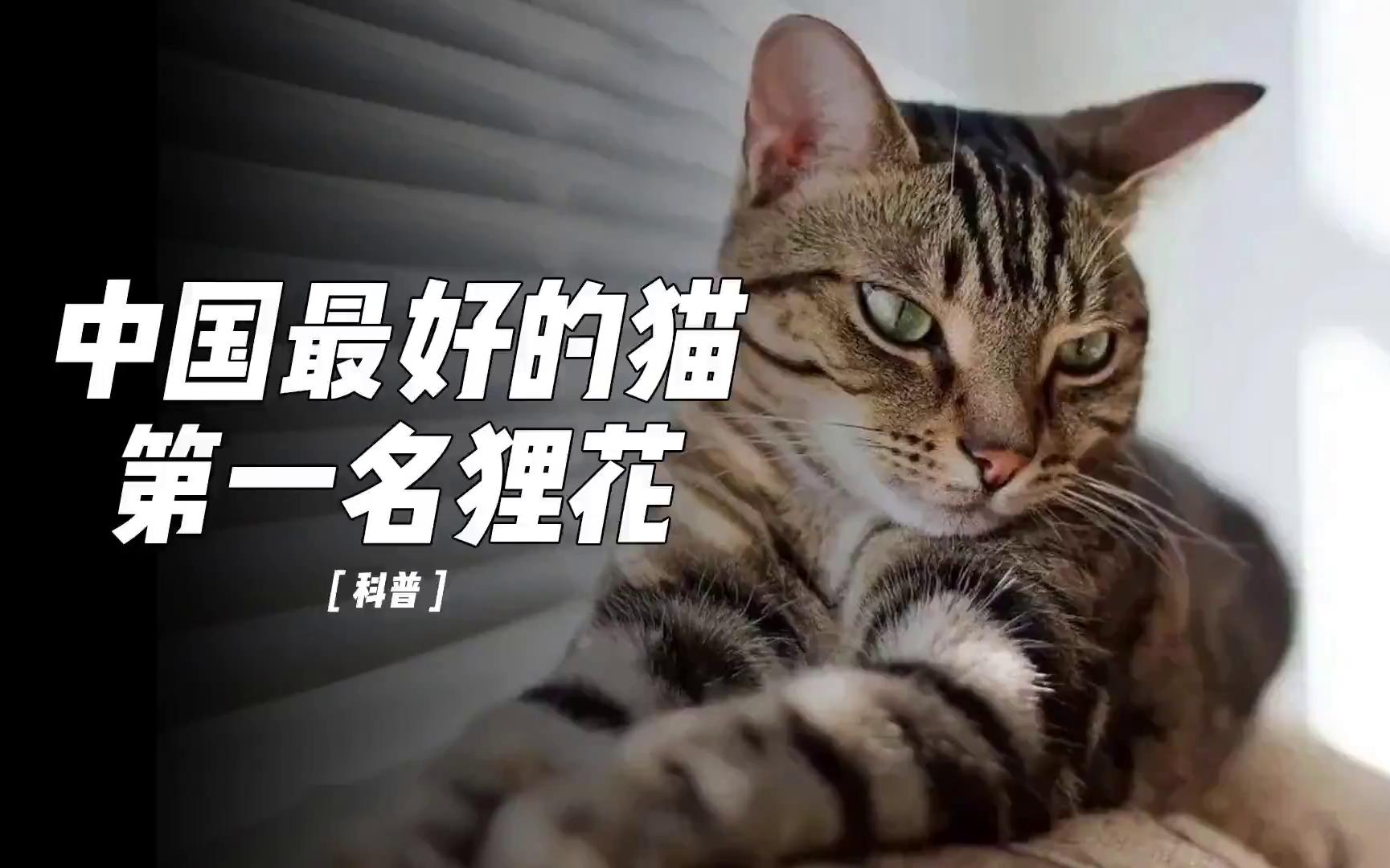 [图]狸花猫何德何能，竟被称为中华神猫？