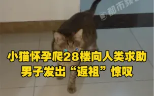 Download Video: 小猫怀孕爬28楼向人类求助，男子发出“返祖”惊叹，聪明且有仪式感的小猫