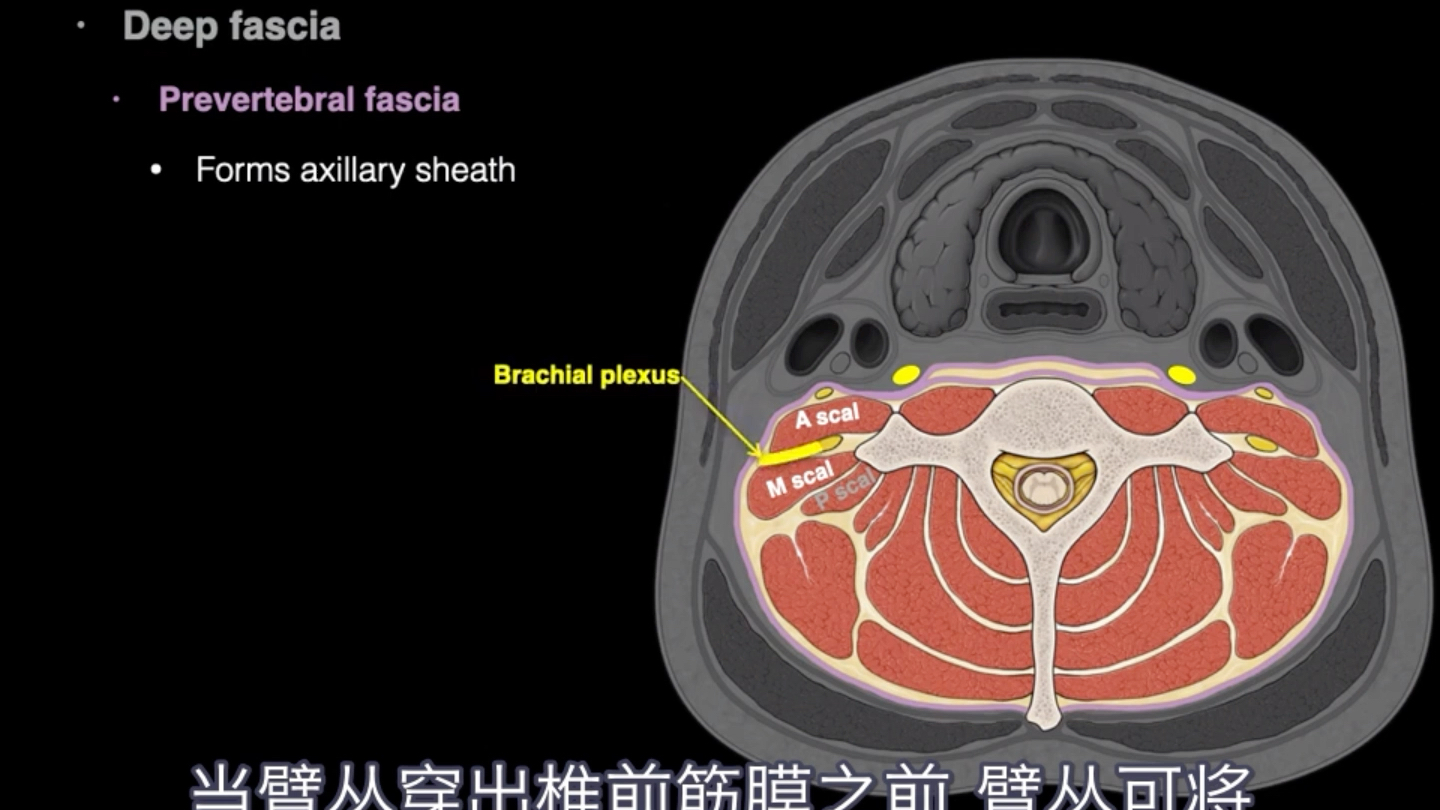 [图]【解剖动画｜医学英语】超简单动画教你记住颈部筋膜和颈部间隙｜局部解剖学|油管搬运｜双语字幕