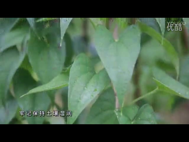 山药种植技术 山药种植一点通 如何栽培山药教程哔哩哔哩bilibili