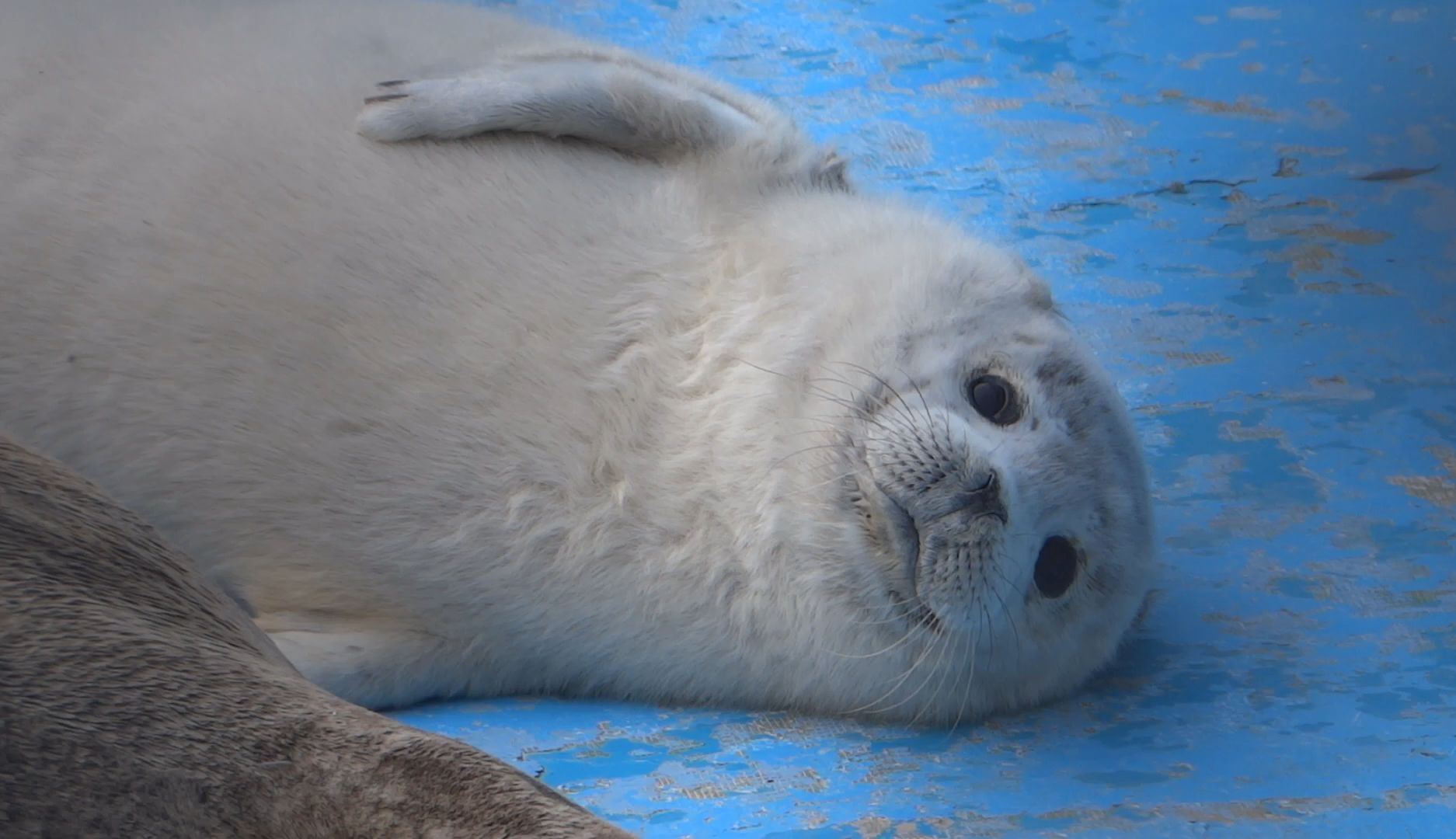 立野寒布寒流水族馆 没睡醒的糯米团子