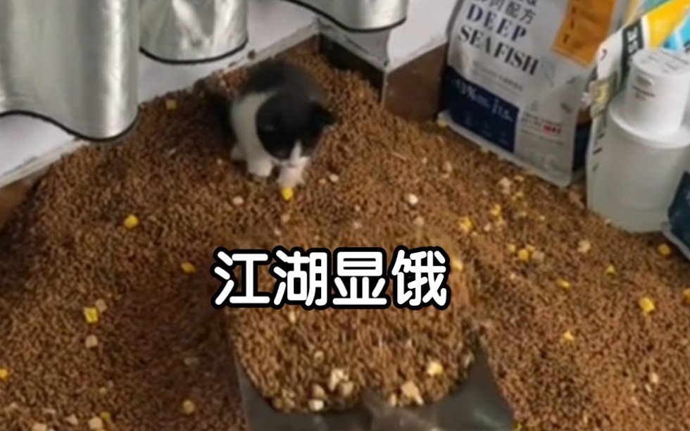 猫咪干饭神速度,饥饿始终慢猫一步!哔哩哔哩bilibili