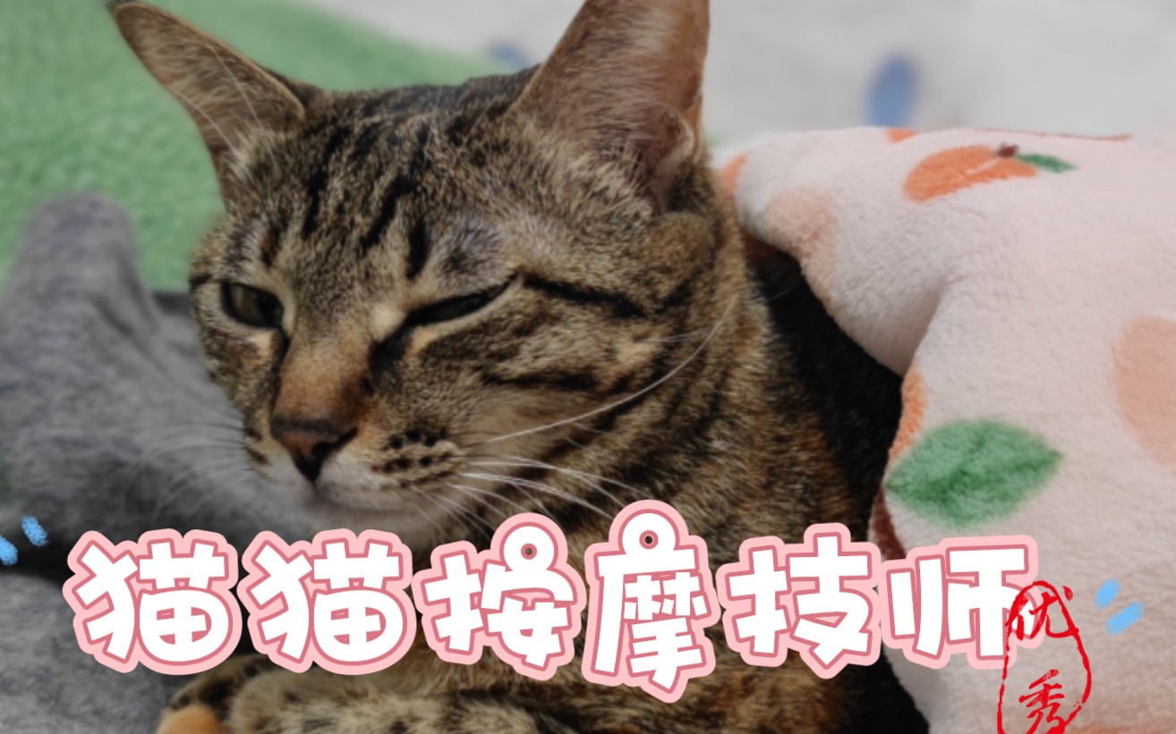 [图]5号猫猫按摩技师 上钟！