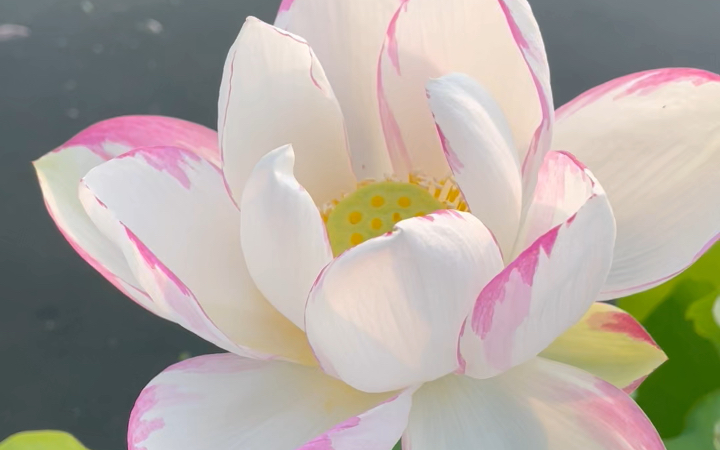 活动作品荷花一天四海