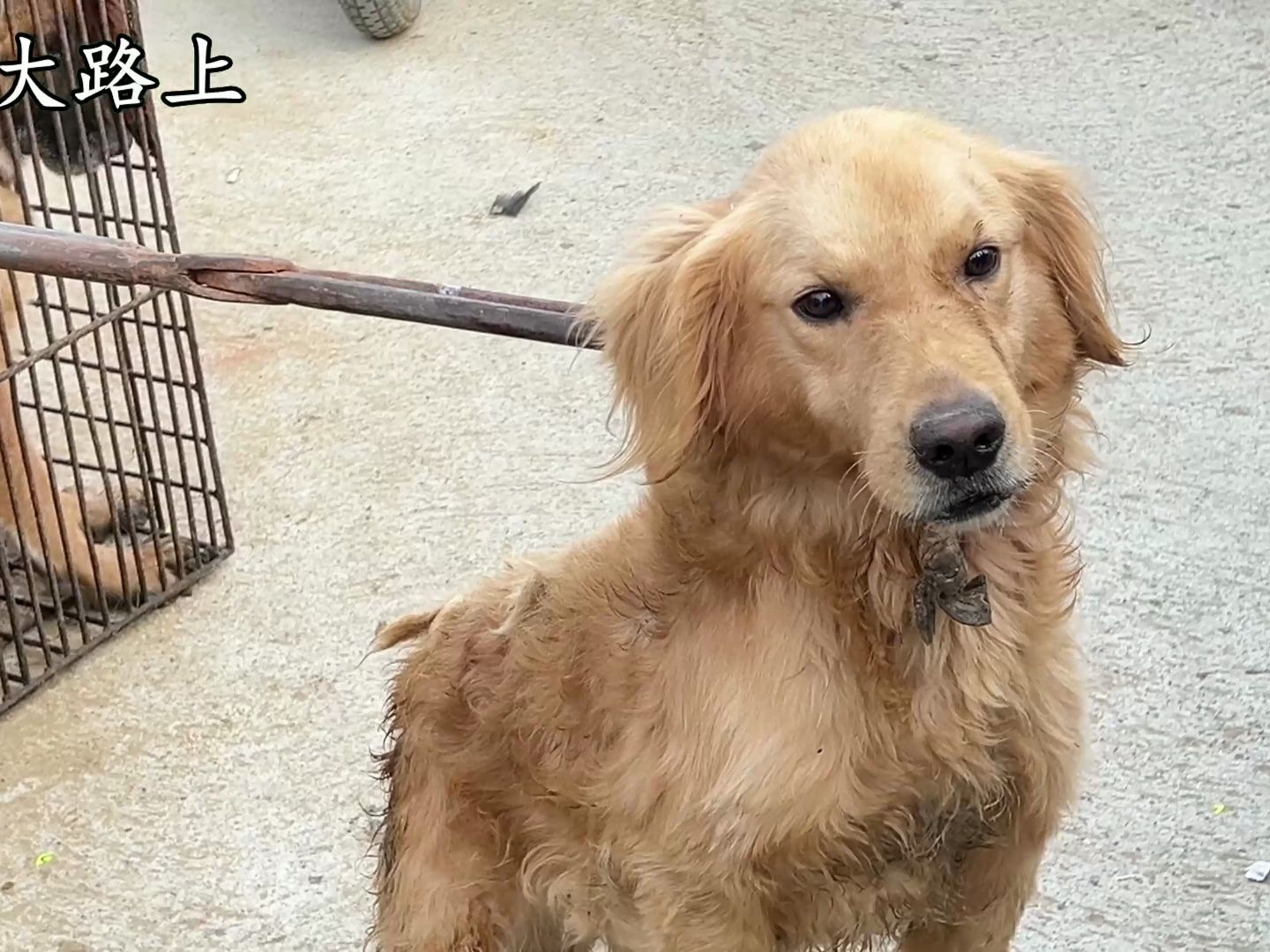 金毛被主人抛弃卖狗肉笼,铁夹子举起眼神特别清澈,绝望看着主人