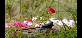 Tải video: 花海鸟纷纷，暮雪下辕门，点赞关注