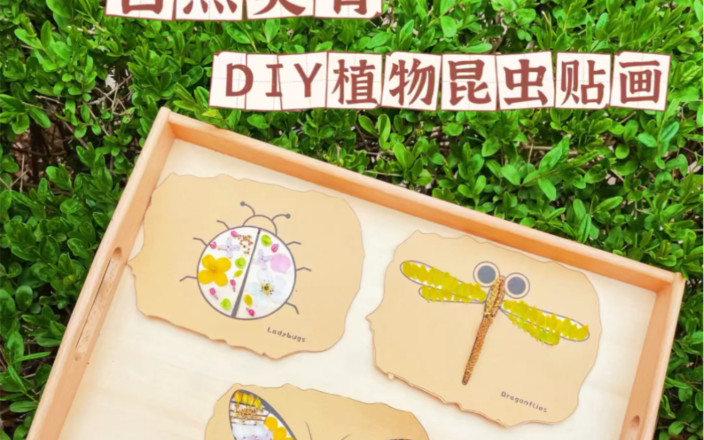 自然美育|DIY植物昆虫贴画哔哩哔哩bilibili