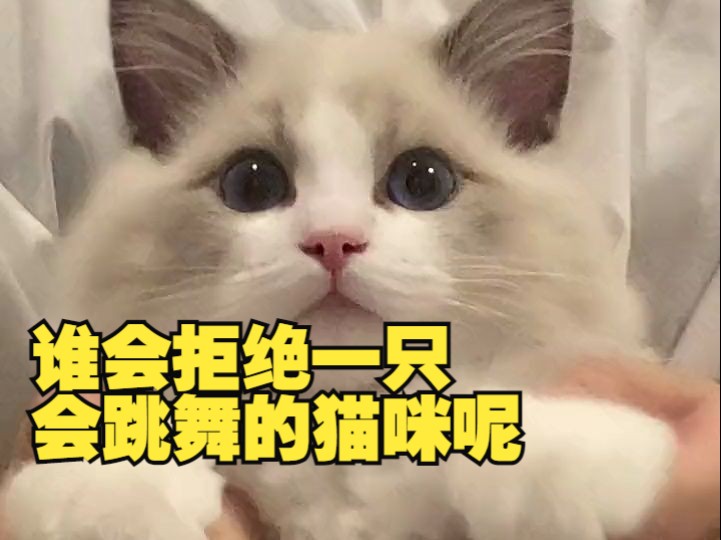 谁会拒绝一只会跳舞的猫咪呀哔哩哔哩bilibili