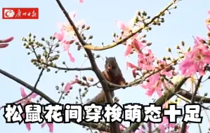 Download Video: 广州迎异木棉花期，松鼠花间穿梭觅食萌态十足