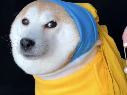 《戴珍珠耳环的大黄面包》#柴犬金十月 #柴犬