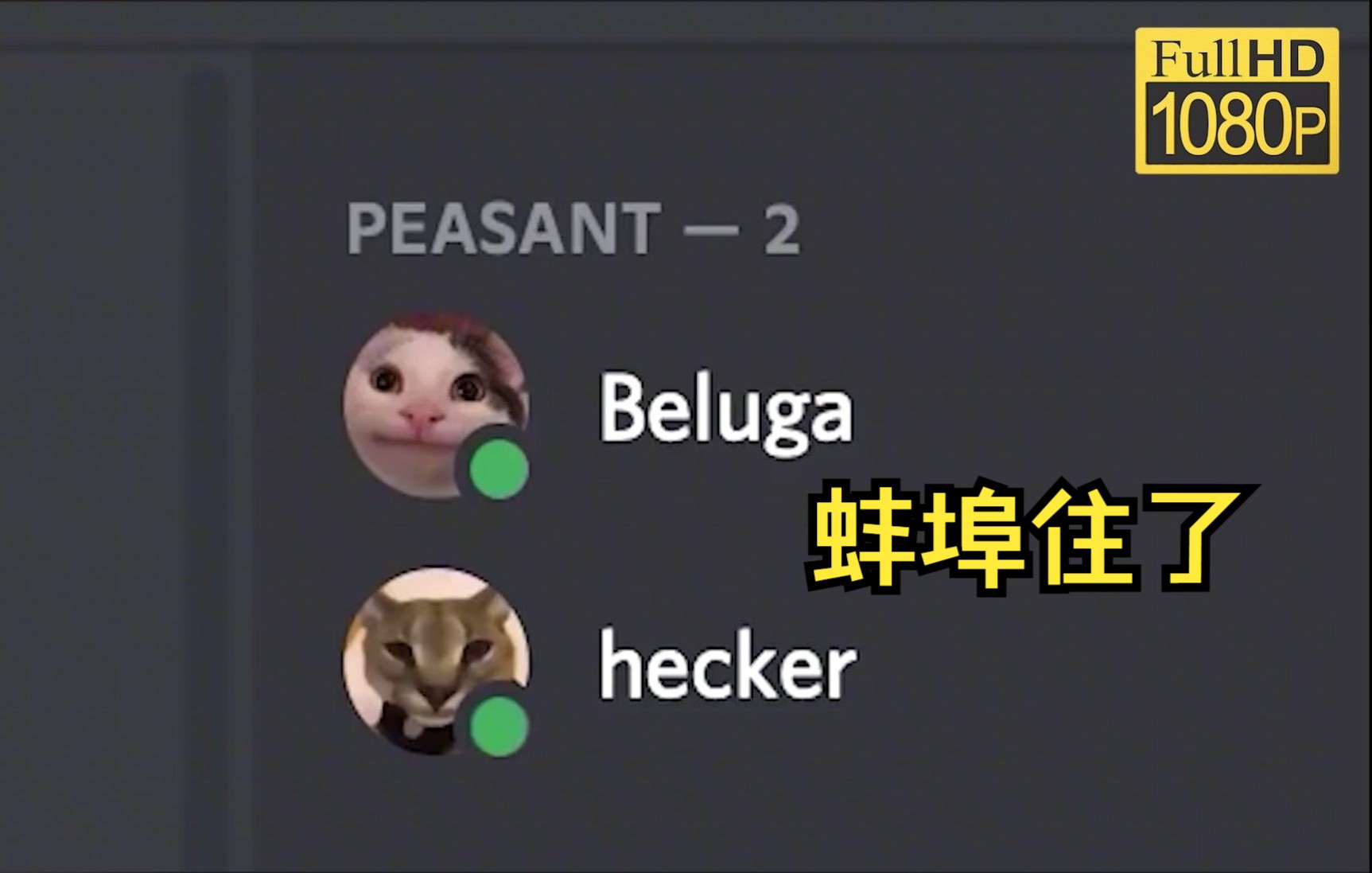 hecker猫头beluga图片