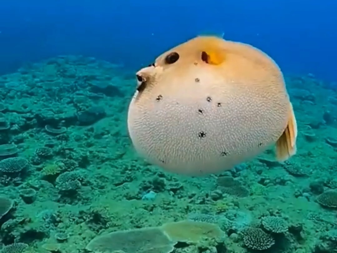 为什么河豚的身体可以膨胀成圆鼓鼓的气球