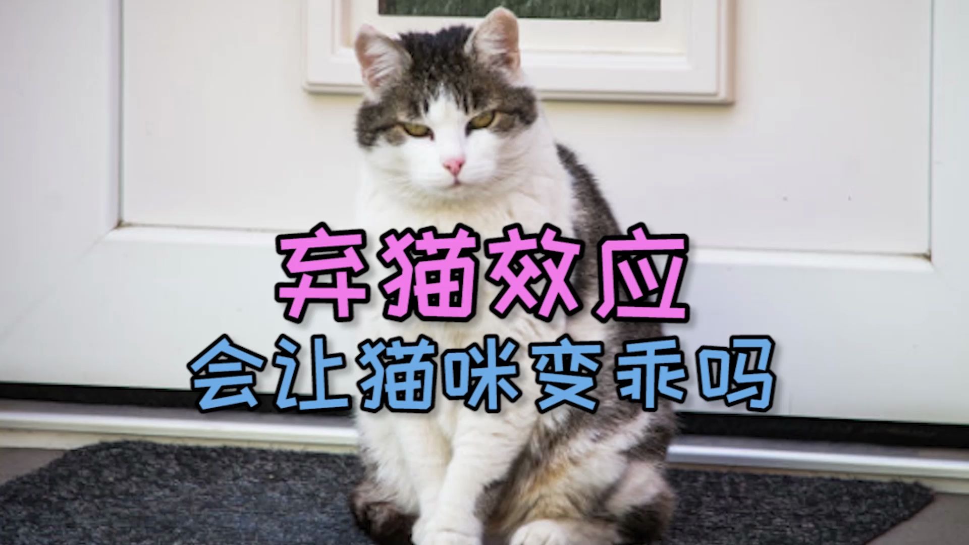 [图]弃猫效应会让猫咪变乖吗？