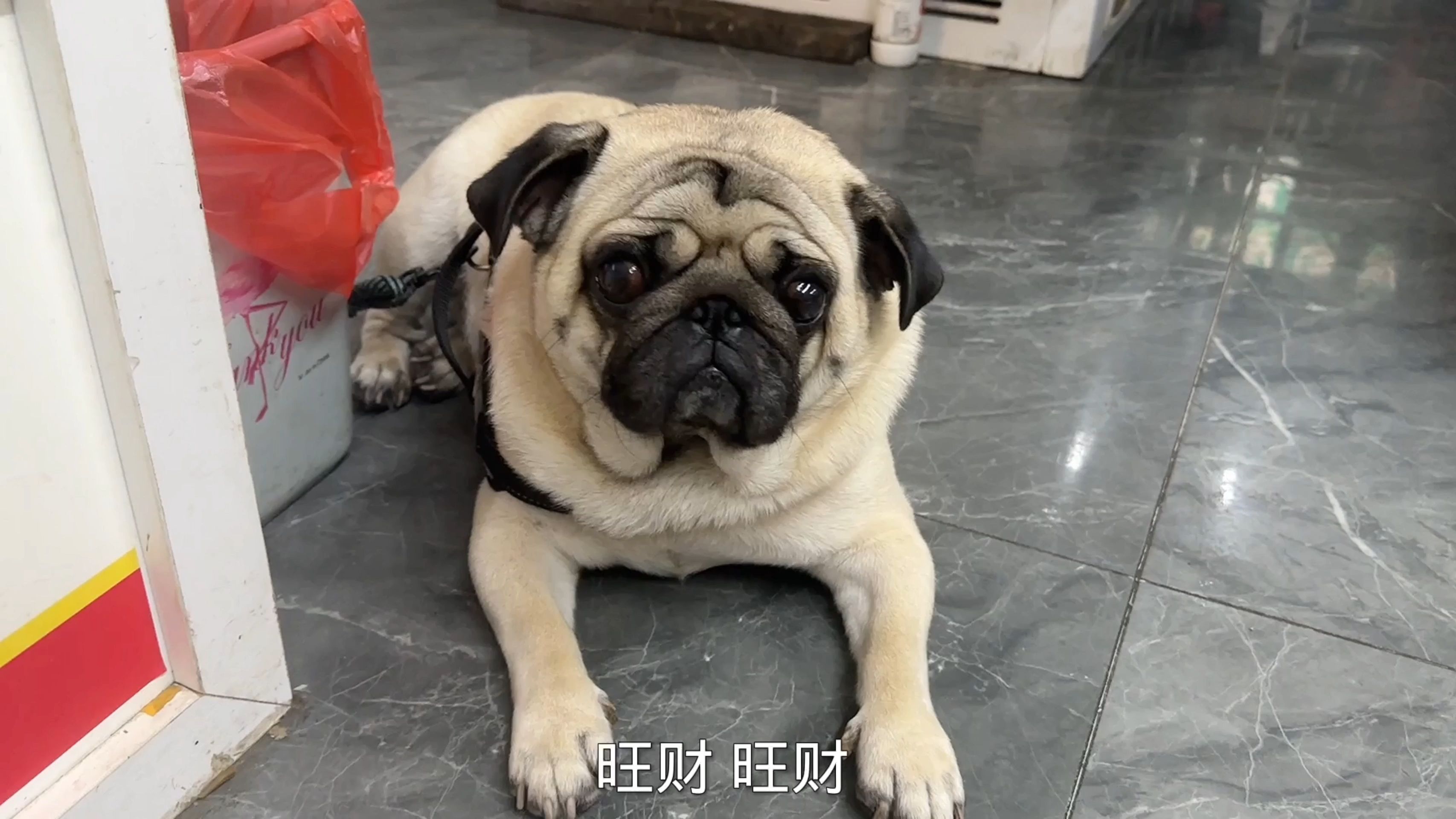 收养的残疾流浪狗2条腿跑路摇摇晃晃很有节奏,它还知道选好路走