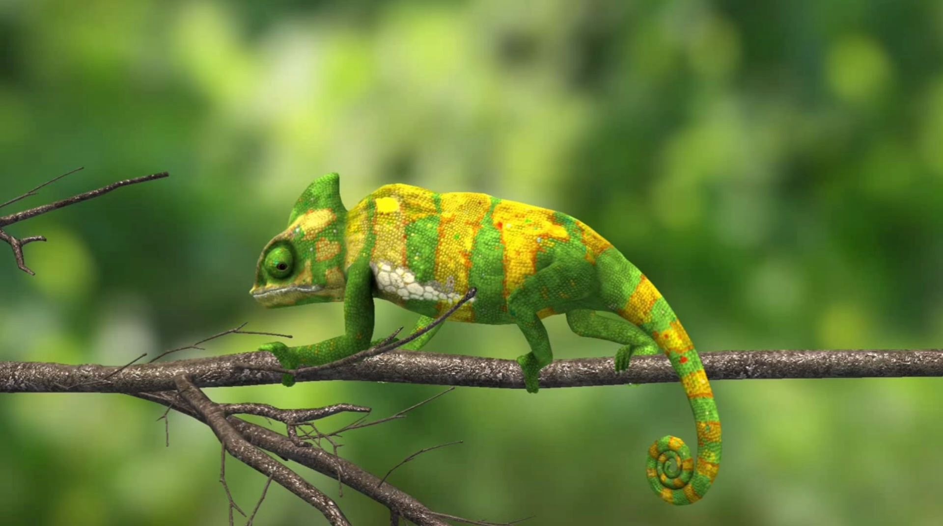 变色龙怎样变色的,变色目的是迷惑天敌吗?