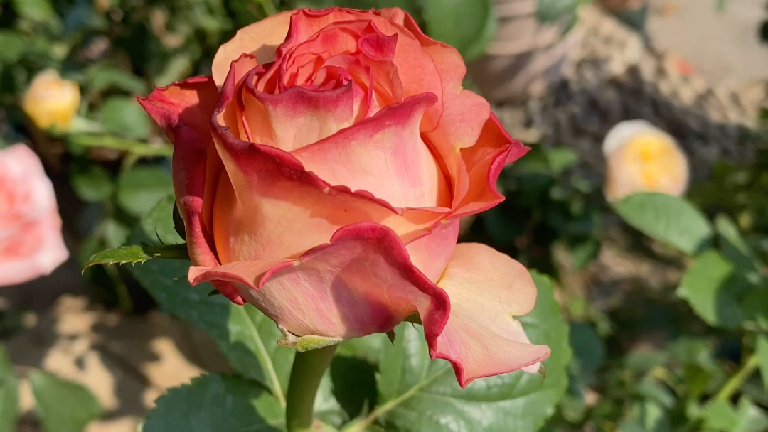 肯尼亚玫瑰 雅西卡