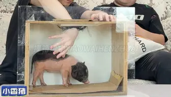 哈哈哈哈摸箱猜物