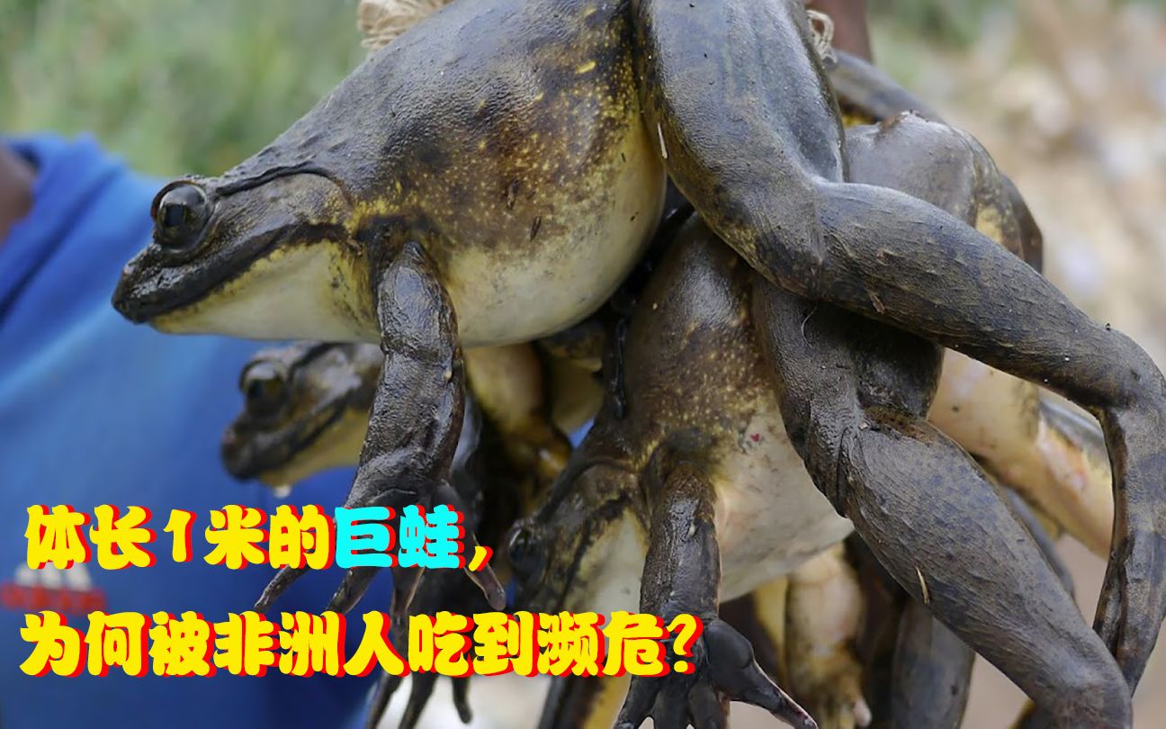 世界现存最大的青蛙,体长达1米会筑巢,如今被非洲人吃到濒危?
