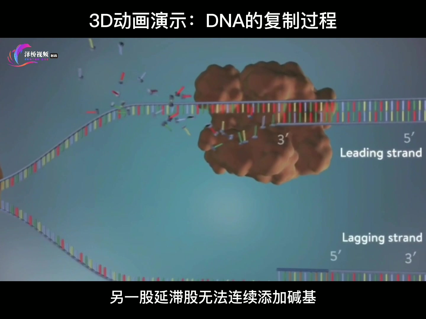 3D动画演示:DNA的复制过程哔哩哔哩bilibili