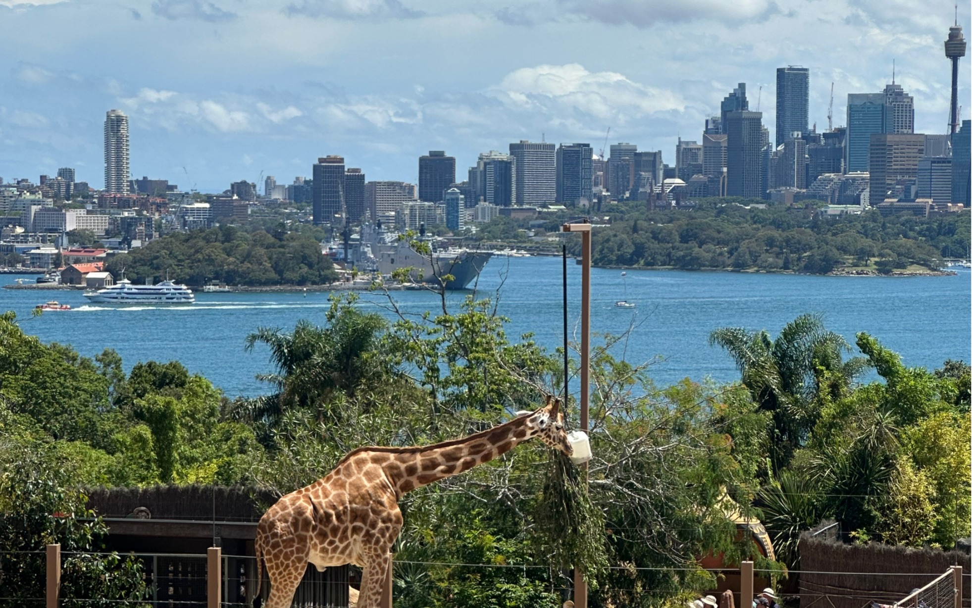 悉尼塔龙加动物园(精神健康卫生状态都很好,空间大动物个数少幸福指数