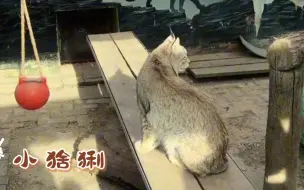 Download Video: 【西野猞猁】今天中午的园宝都把短短的尾巴藏起来，不给看了