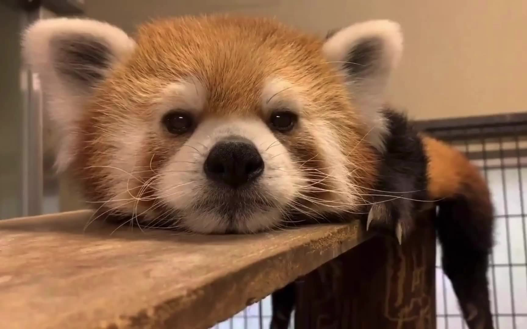 趴趴小熊猫~无敌可爱