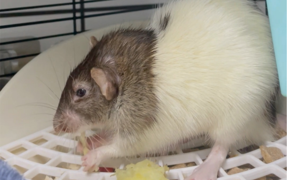 【花枝鼠】 沉浸式吃红薯