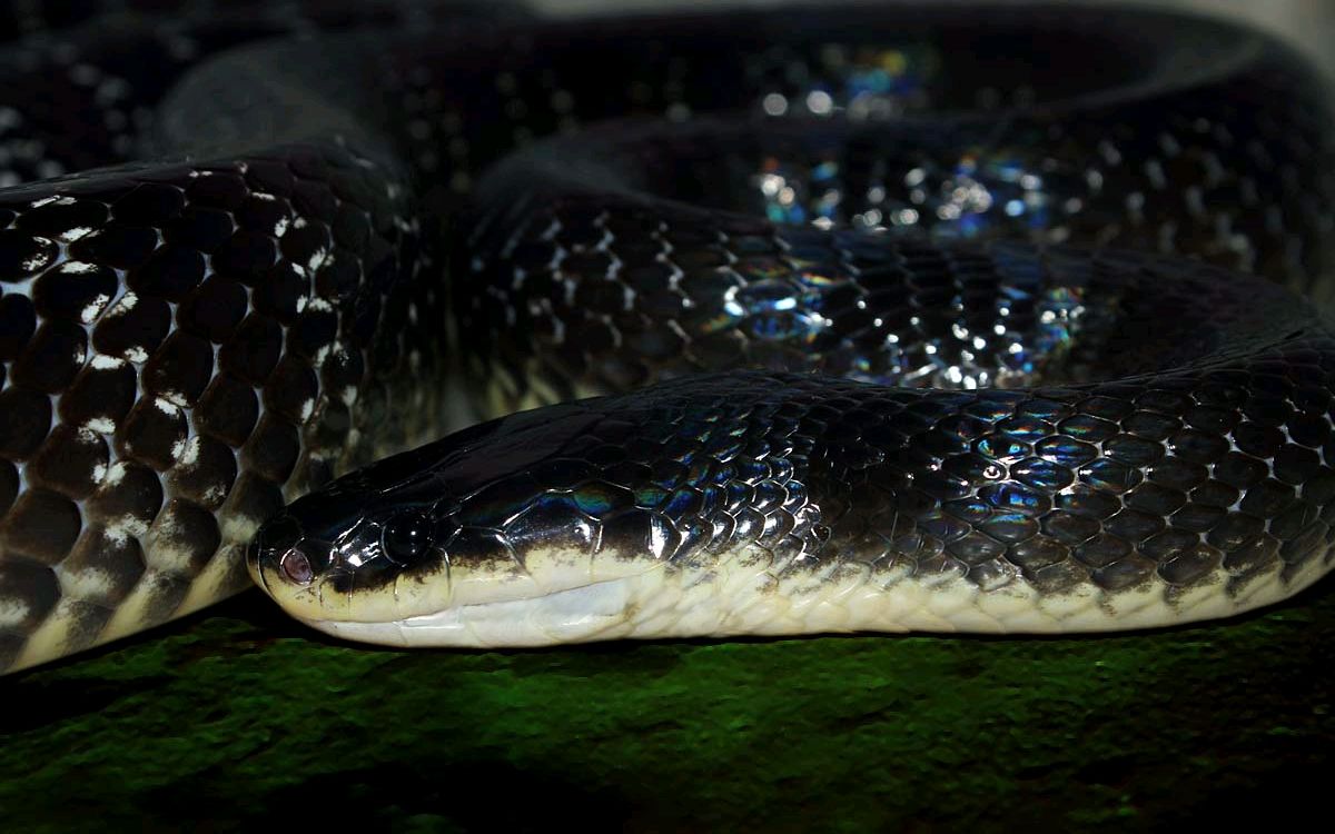 bungarus——环蛇属毒液杀伤力