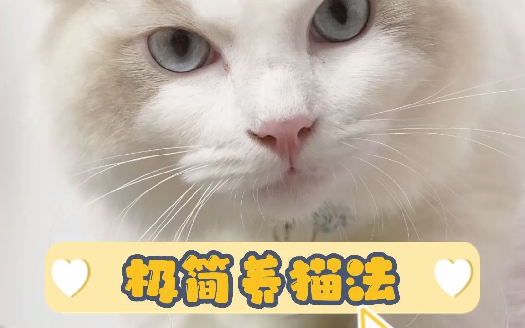 极简养猫法,新手养猫不慌!哔哩哔哩bilibili