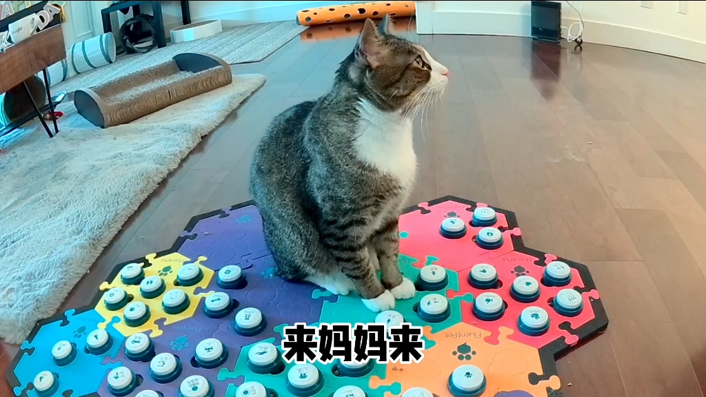 猫:我知道你爱我,但你也需要有自己的生活哔哩哔哩bilibili