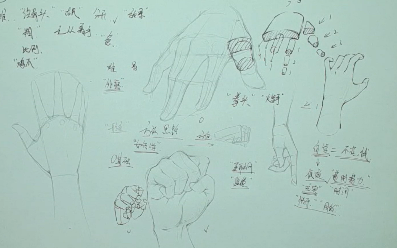 手的结构 B站