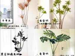 家居绿植红黑榜，都给大家总结出来了，看看哪些懒人也能养活？