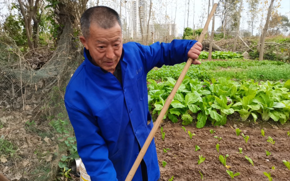 劳动者冬日不闲,湖北黄冈农村田野看农人劳动,感受乡村烟火气息哔哩哔哩bilibili