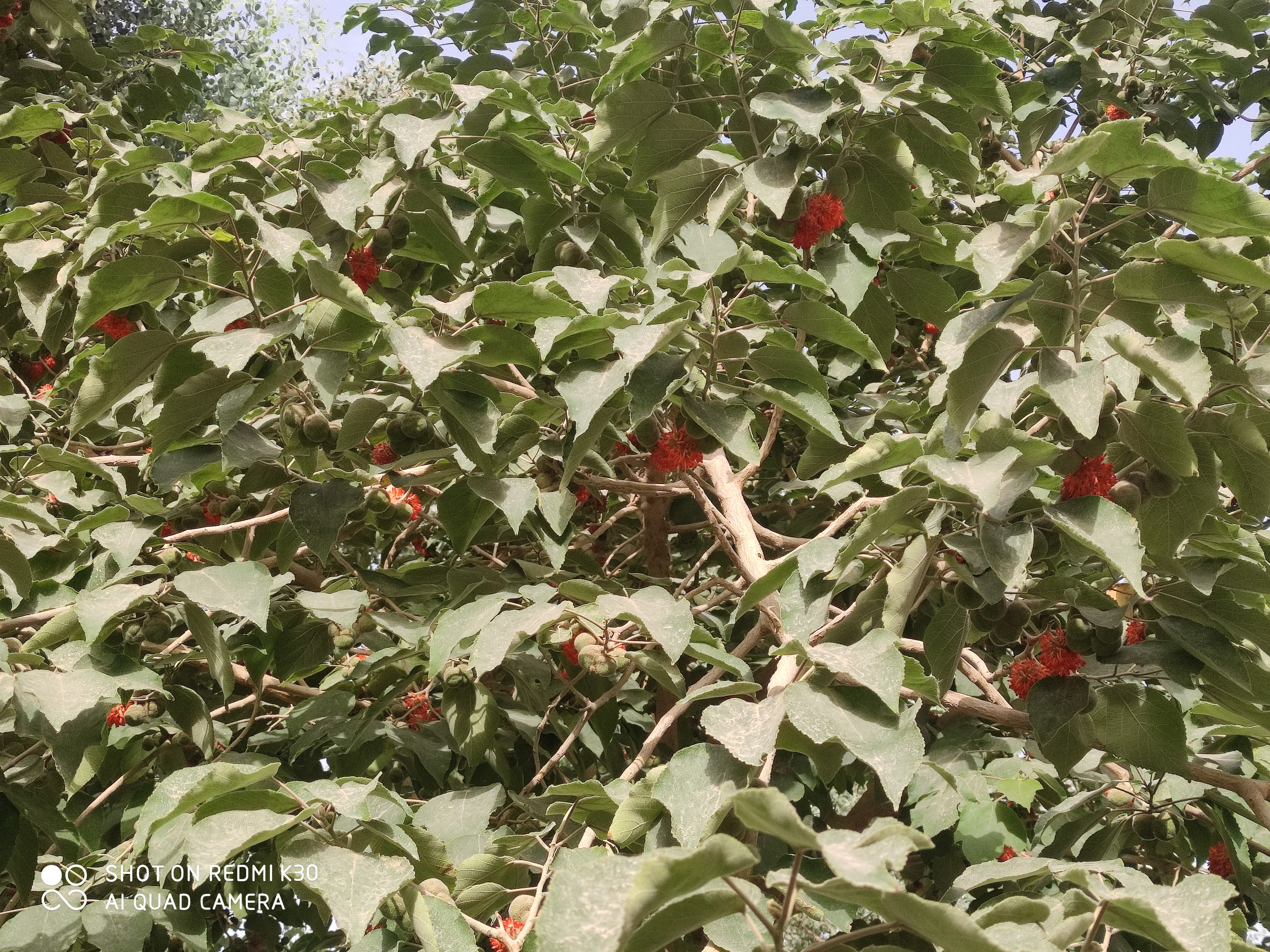 新疆和田市的构树雌树!-vid_20240716-